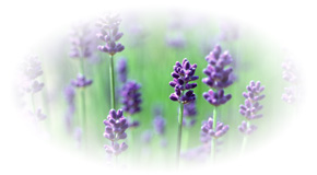 ハーブスクール写真